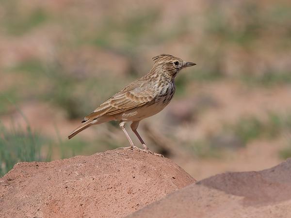 <h3><a href="/trips/marokko/biota/animalia/chordata/aves/040 passeriformes/073 alaudidae/galerida theklae/galerida theklae-nl.html">Galerida&nbsp;theklae</a> / Thekla&nbsp;lark / Theklaleeuwerik</h3>OM-1 Mark II met OLYMPUS M.150-400mm F4.5 TC, 1/2000 sec  bij F5.6, ISO 320, afstand 28.4&nbsp;m